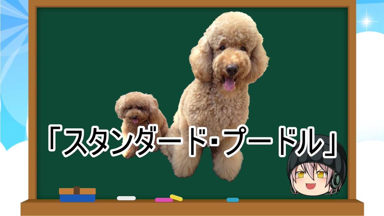 人気の スタンダードプードル 動画 7本 ニコニコ動画