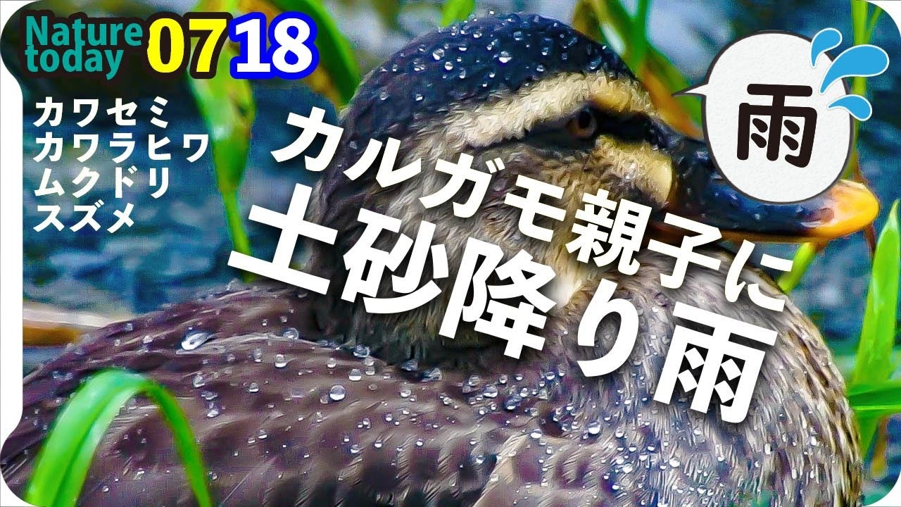 人気の スズメ 野鳥 動画 174本 2 ニコニコ動画