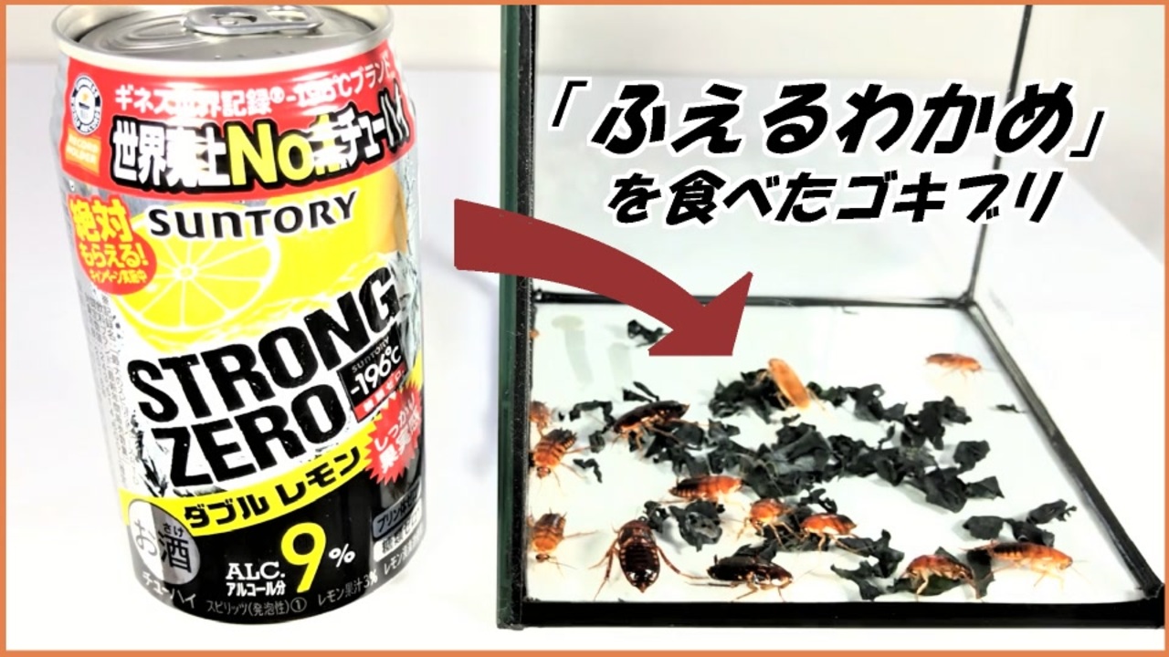 ふえるわかめ を大量に食べたゴキブリに缶チューハイを飲ませたらめちゃくちゃ吐く説 ニコニコ動画