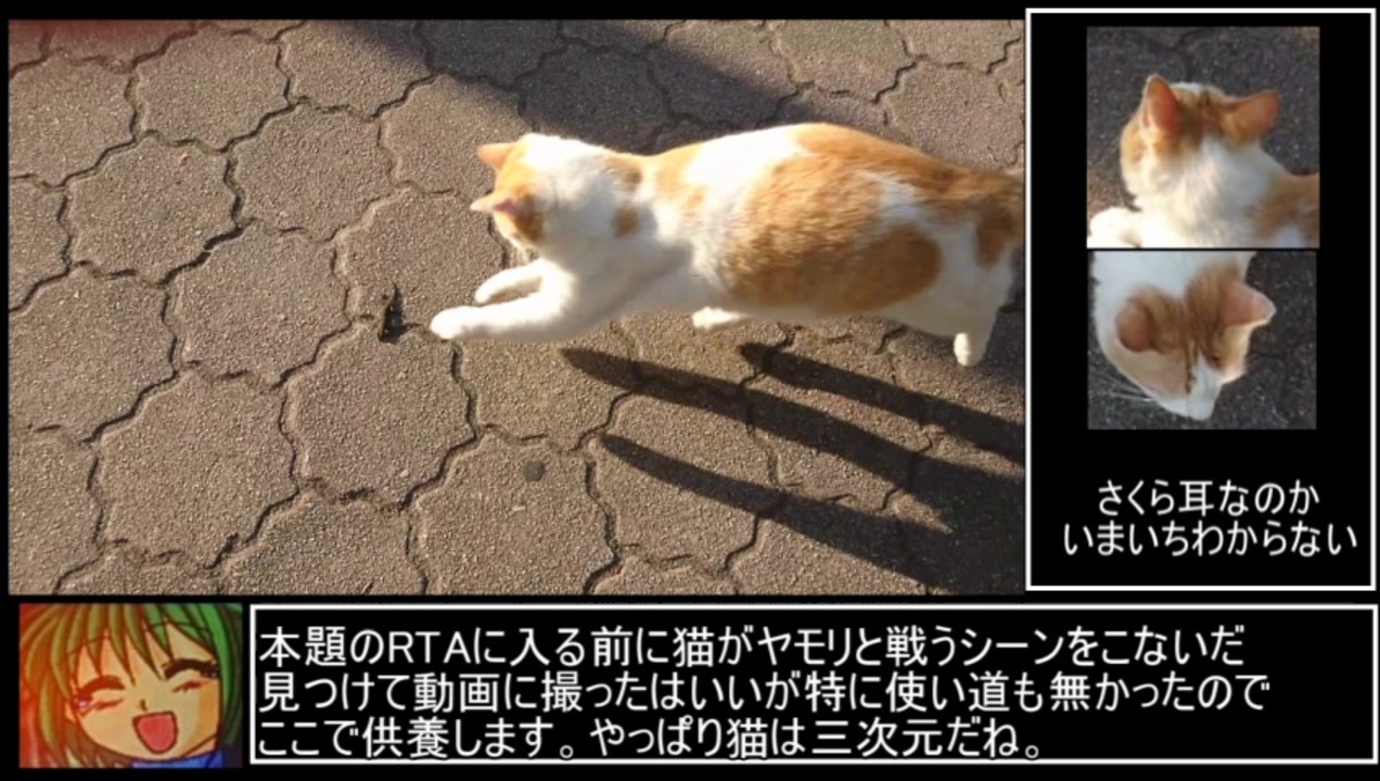 人気の 猫 虐待 動画 48本 ニコニコ動画