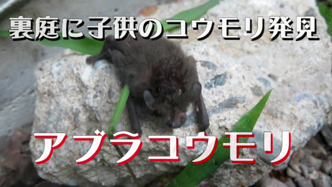 裏庭に子供のコウモリ発見 アブラコウモリ ニコニコ動画