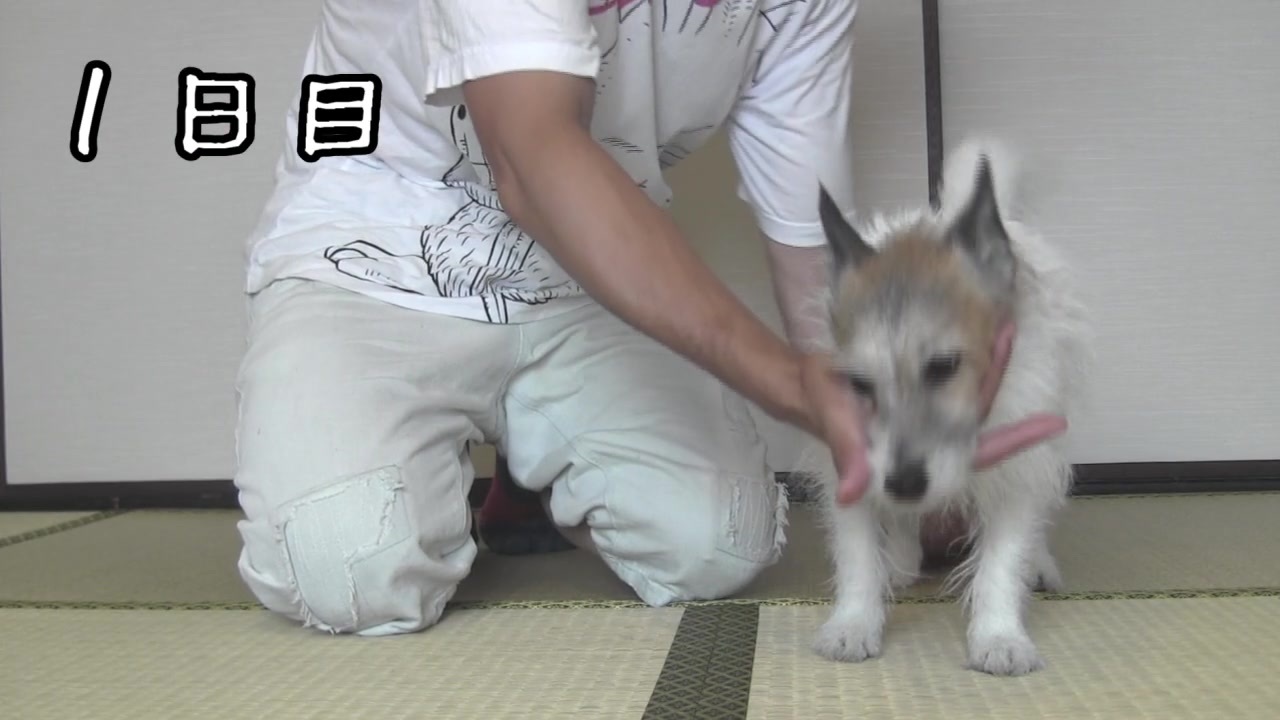 人気の 犬 犬 犬 動画 18 378本 12 ニコニコ動画