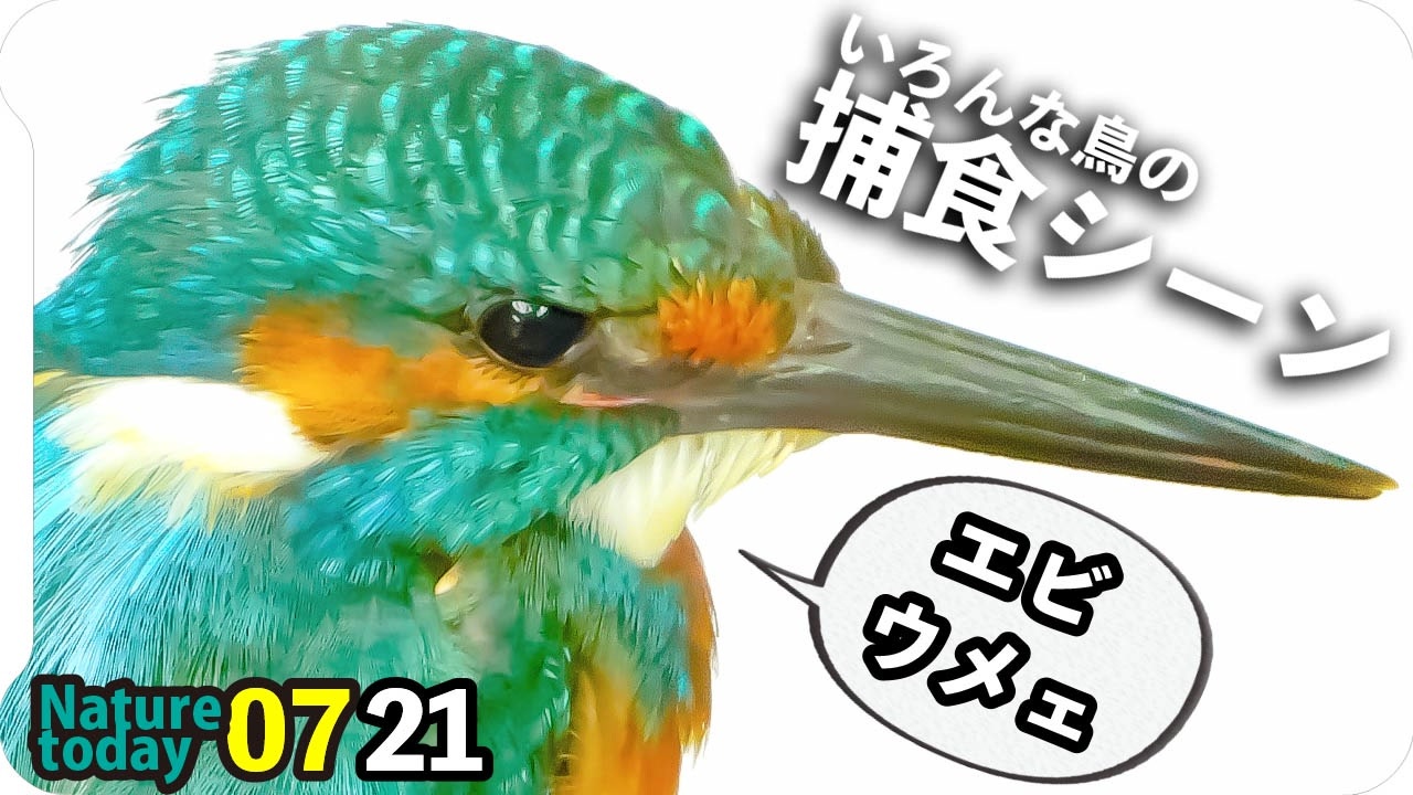 0721 いろんな鳥の捕食シーン ツミとムクドリがセミ カワセミがエビ セキレイが羽虫を襲う ニイニイゼミの鳴き声 今日撮り野鳥動画まとめ 身近な生き物語 ニコニコ動画