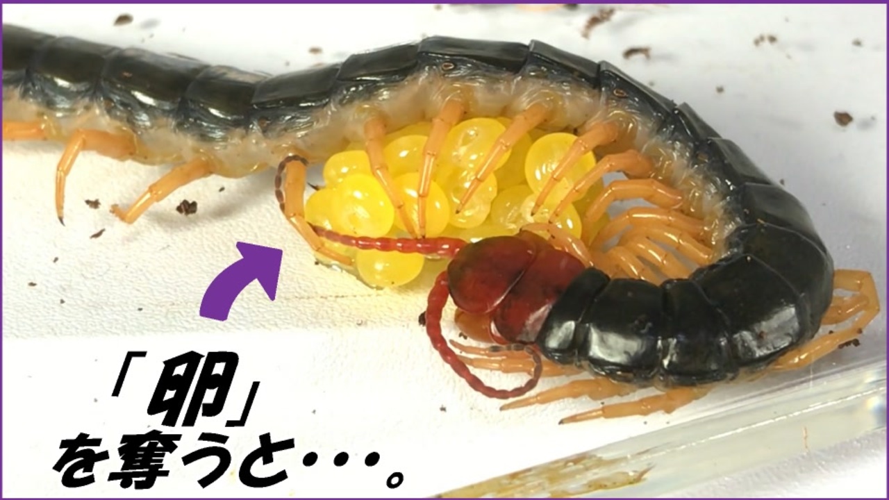 人気の ムカデ 動画 190本 2 ニコニコ動画