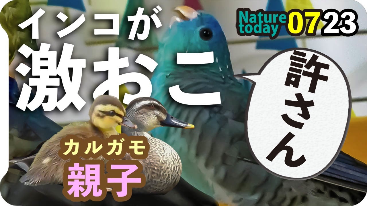 0723 増水カルガモ親子迷子合流 カラスの捕食 カワセミも捕食 おまけ激おこサザナミインコ 今日撮り野鳥動画まとめ 身近な生き物語 ニコニコ動画