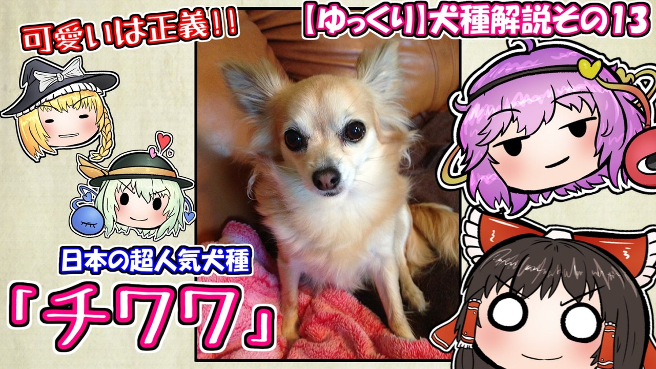 ゆっくり犬種解説 その13 チワワ ニコニコ動画