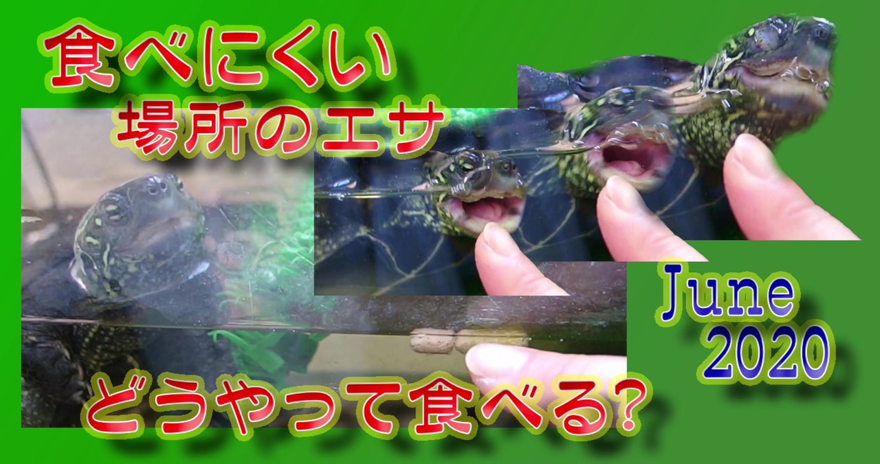 人気の 動物 爬虫類 動画 1 871本 12 ニコニコ動画