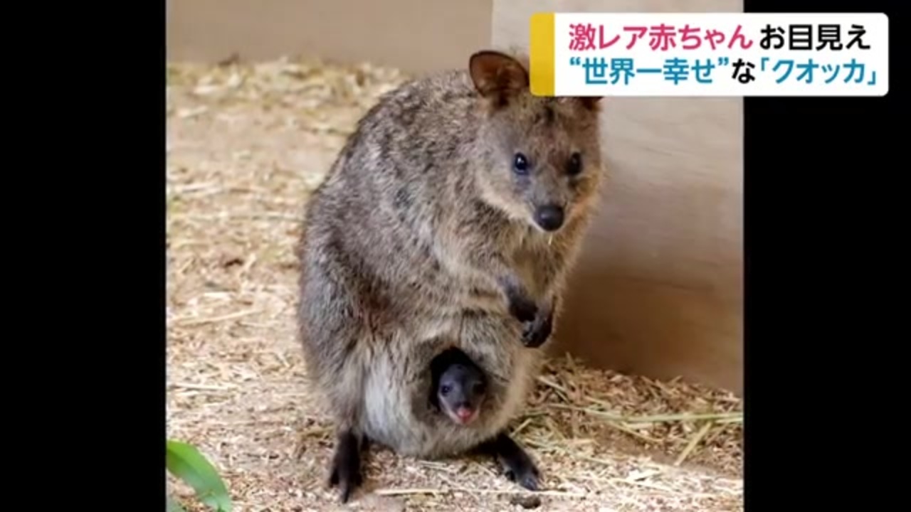 人気の クオッカ 動画 5本 ニコニコ動画