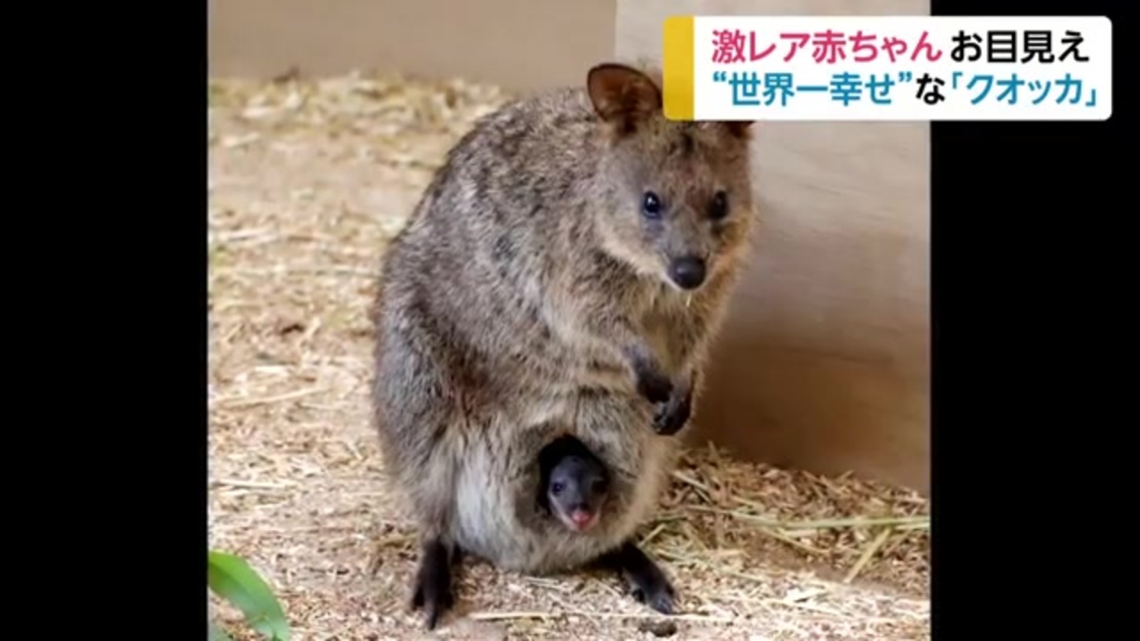 人気の クオッカ 動画 4本 ニコニコ動画