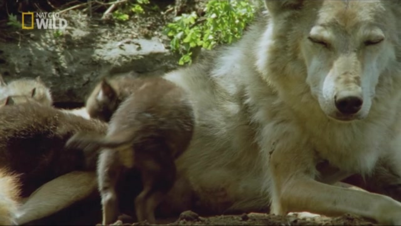 人気の Natgeowild 動画 本 ニコニコ動画