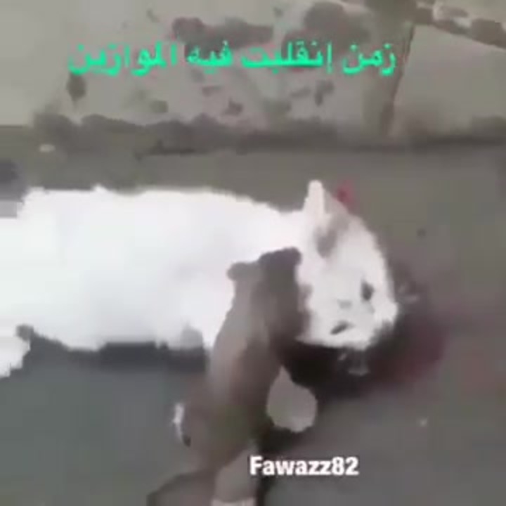 ロイヤリティフリーバルサン 犬 隣の部屋
