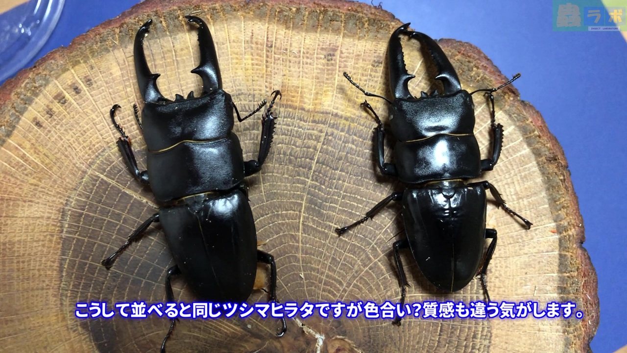 人気の クワガタ 昆虫 動画 5本 6 ニコニコ動画