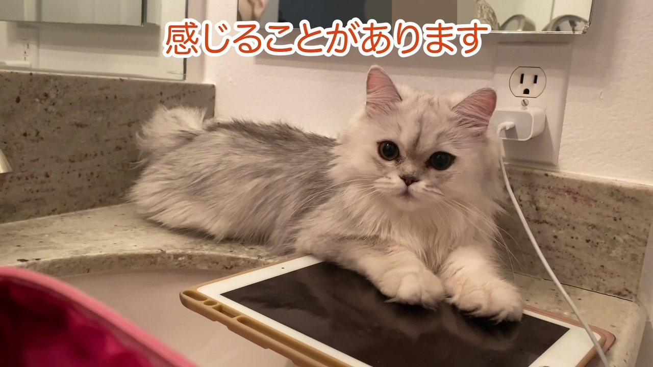 人気の 猫部 動画 7本 ニコニコ動画