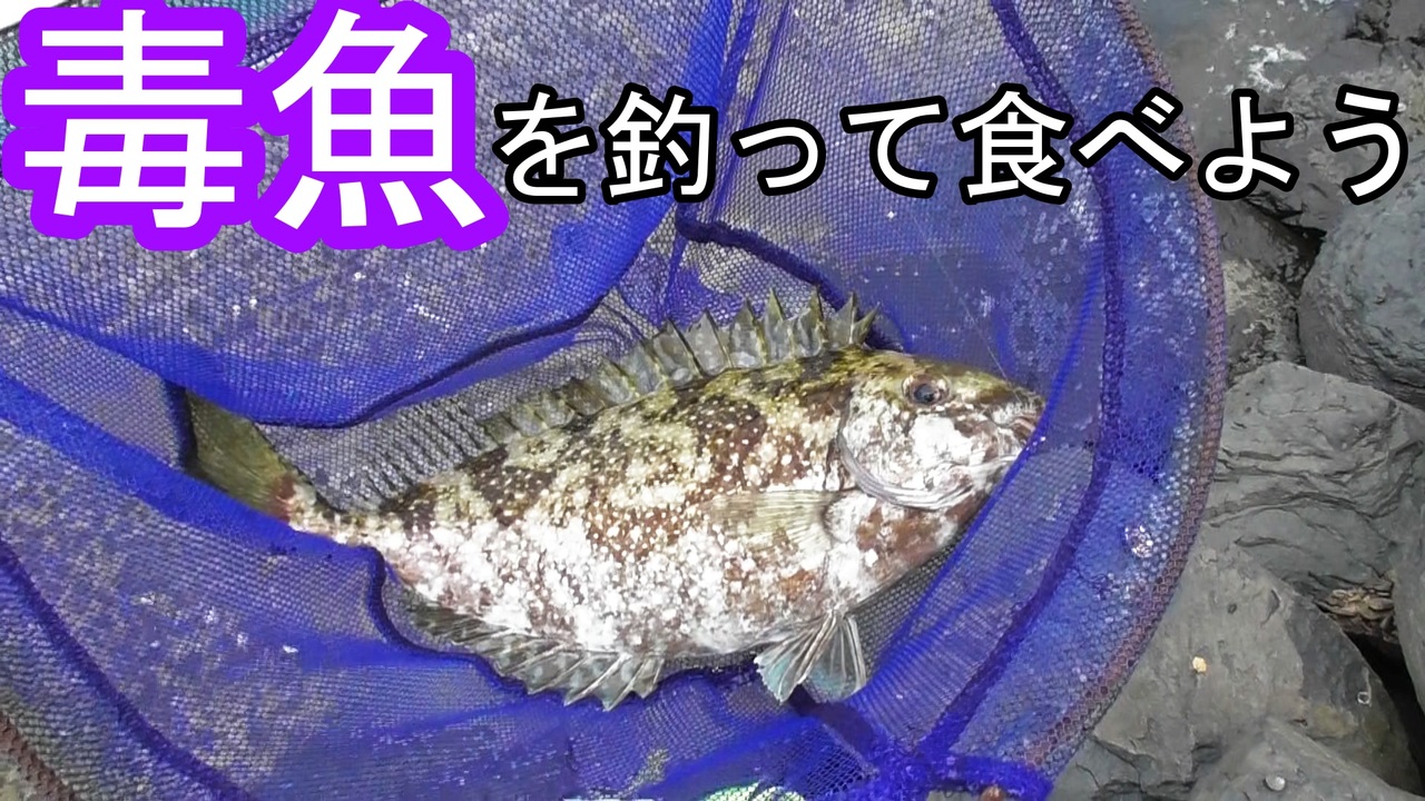 ぴ アイゴを釣って白子を食べたら衝撃の味だった ニコニコ動画