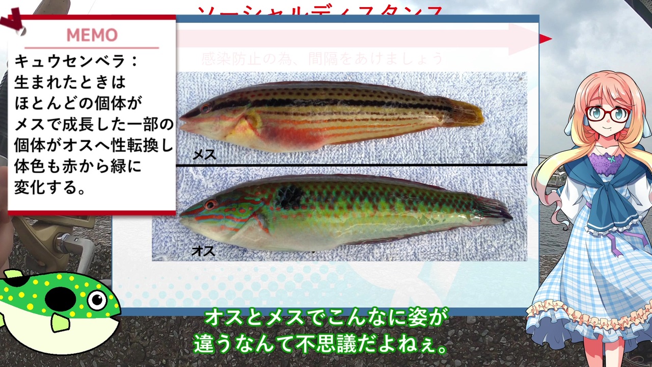 そらさんと釣りの思い出９ 梅雨の合間の息抜き キュウセンベラ 他 ニコニコ動画