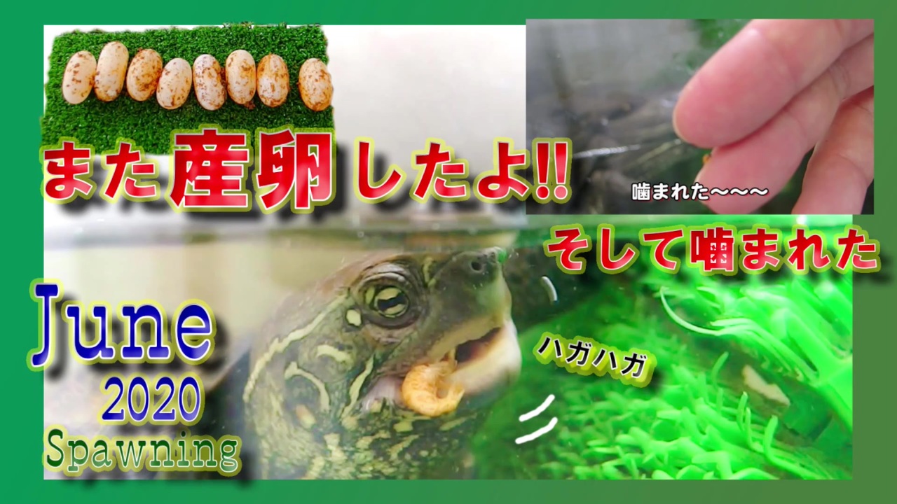 人気の 動物 爬虫類 動画 1 871本 12 ニコニコ動画