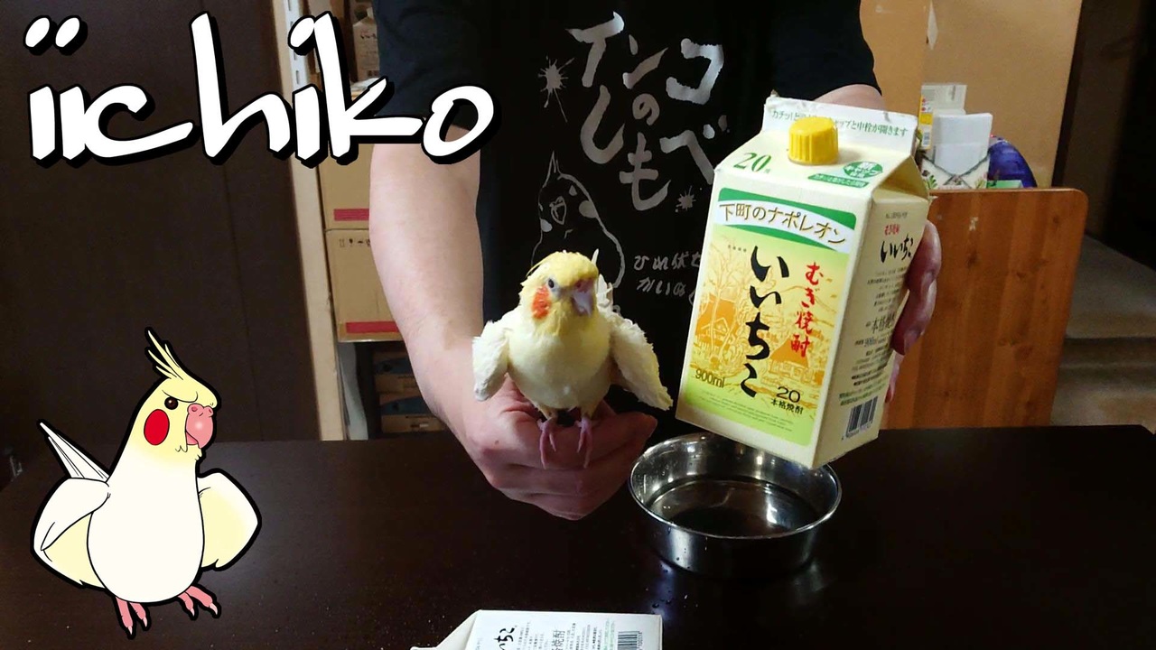 いいちこインコ いいちこインコ 花沢りん吉さんの公開マイリスト Niconico ニコニコ