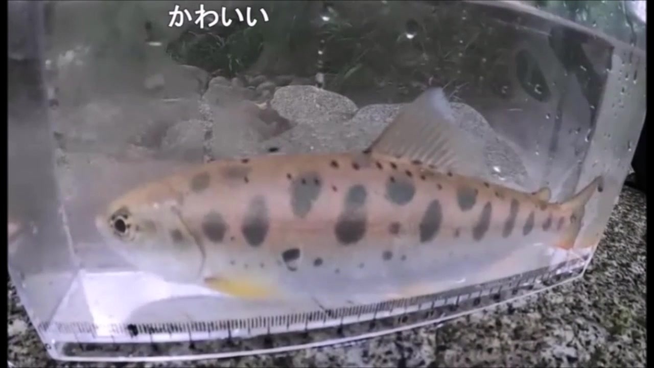 人気の 山女魚 動画 34本 ニコニコ動画