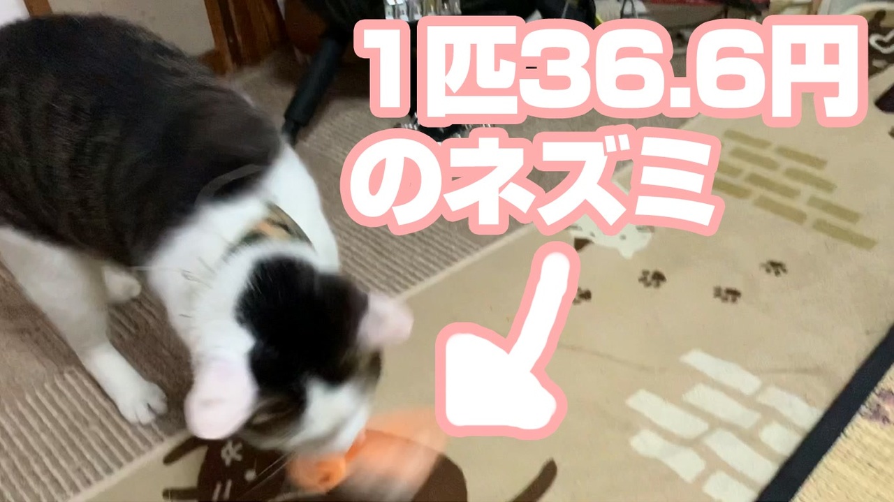 わずか36 6円のネズミで猫大喜び ニコニコ動画