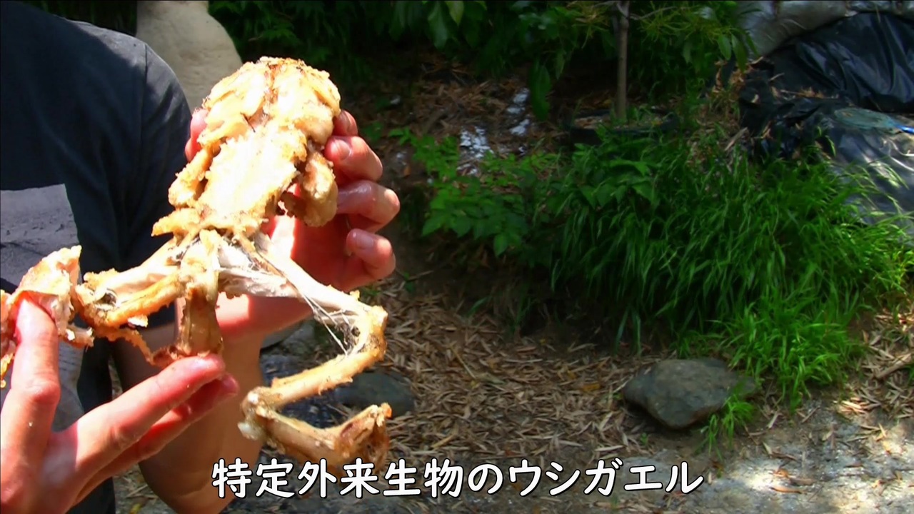 人気の 外来種 動画 151本 2 ニコニコ動画