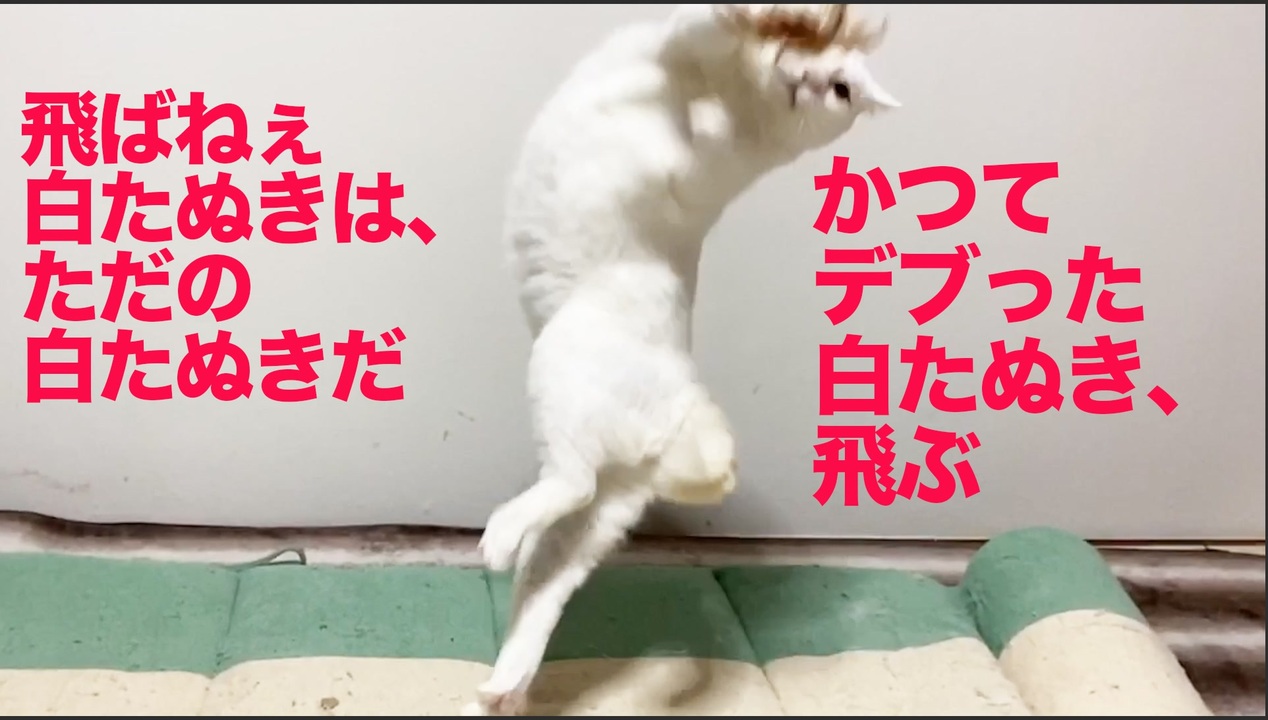 かつて飛ばなかった白たぬき 猫 宙 そら を舞う ニコニコ動画