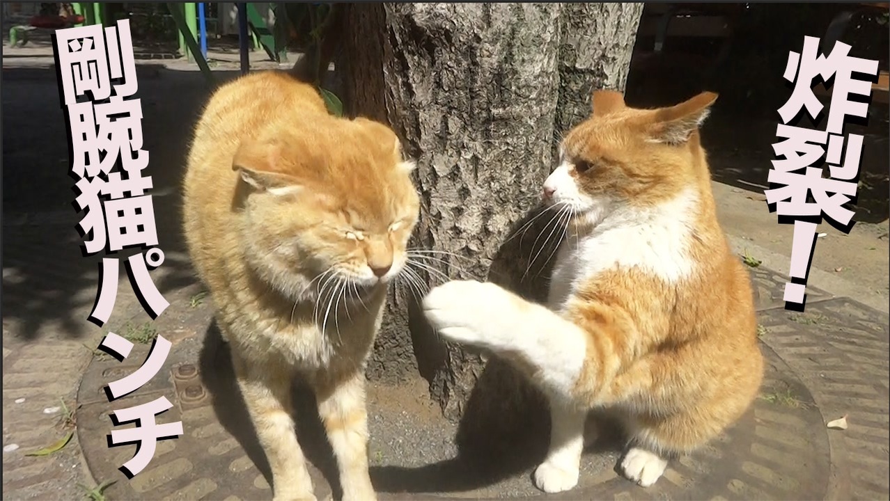 公園の女王猫 恐怖の剛腕猫パンチを炸裂させる ニコニコ動画