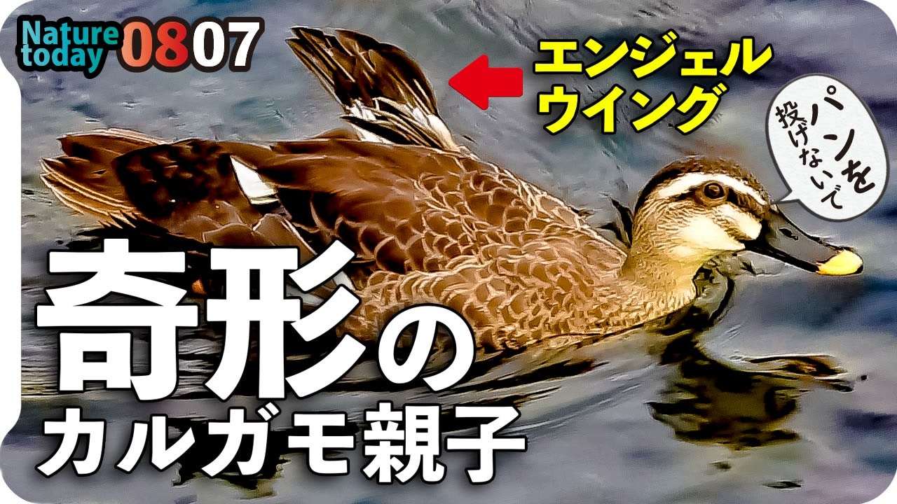 0807 カルガモ親子の悲劇 エンジェルウイング奇形 怪我 置き去り 迷子 野鳥にパンをあげないで 今日撮り野鳥動画まとめ 身近な生き物語 ニコニコ動画