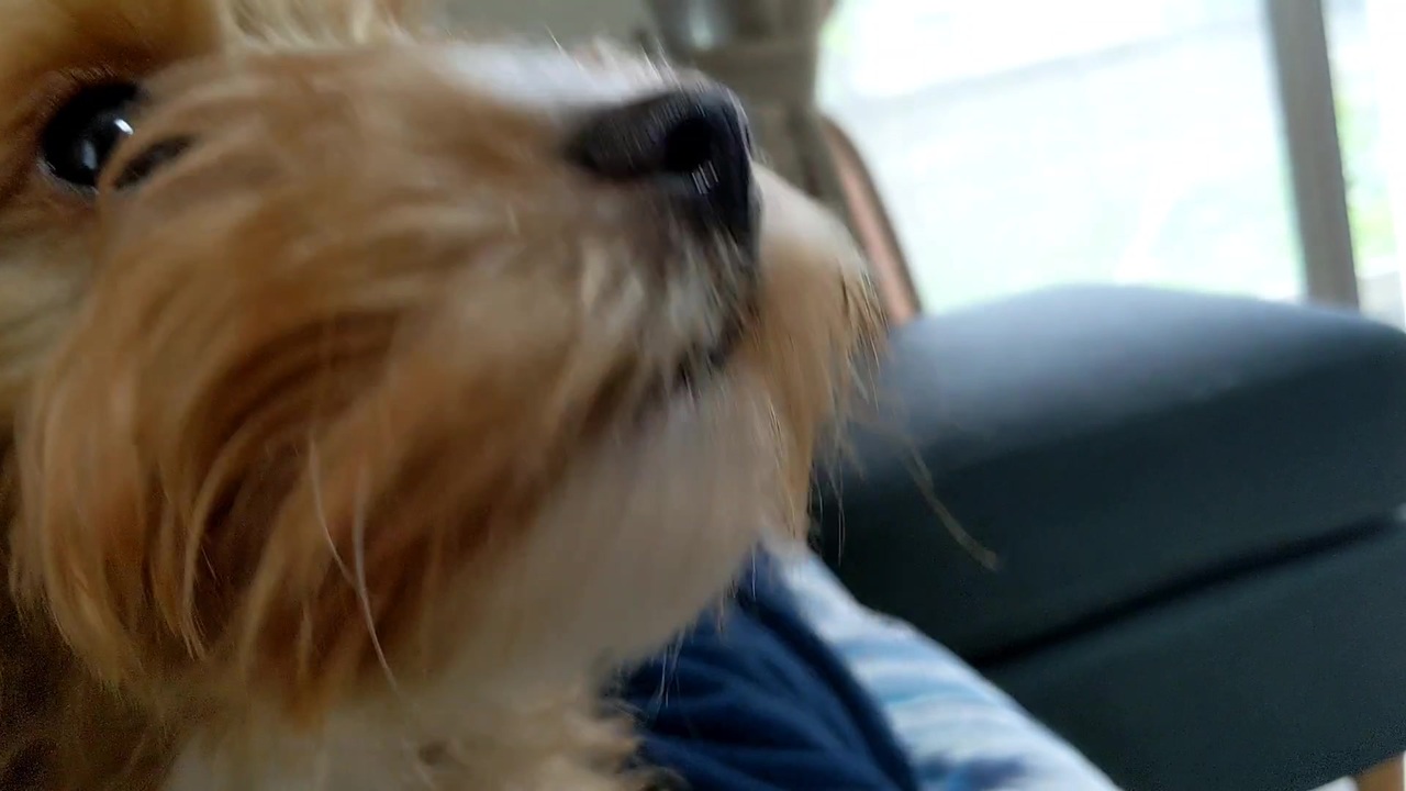 人気の みっくす犬 動画 31本 ニコニコ動画