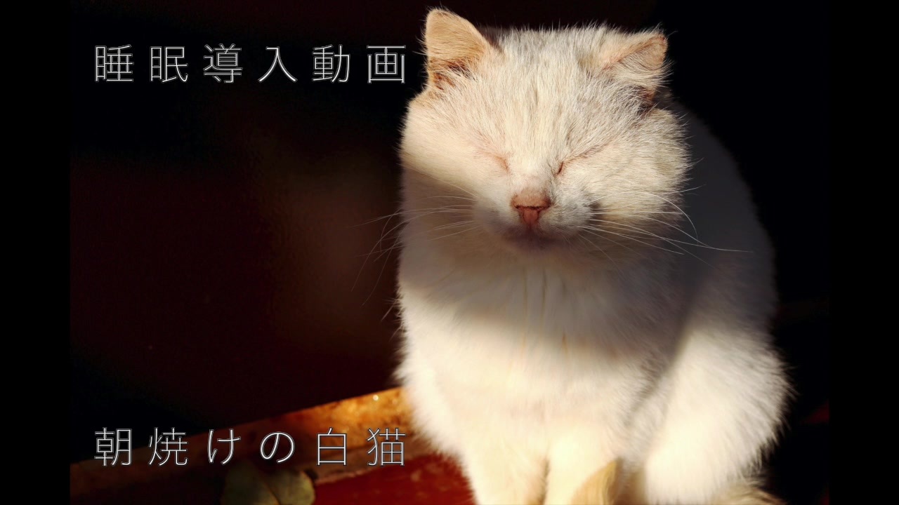 睡眠導入 癒しのお話 朝焼けの白猫 読み聞かせ 朗読 ニコニコ動画