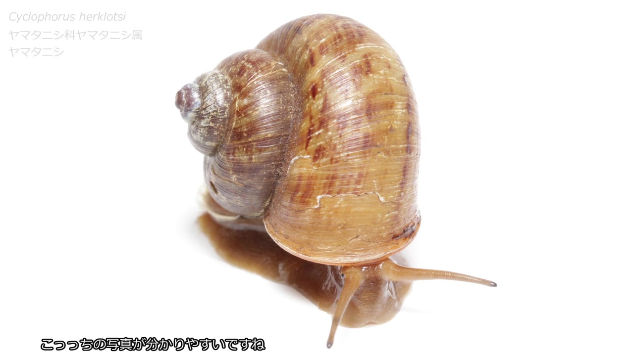 人気の カタツムリ 動画 272本 3 ニコニコ動画