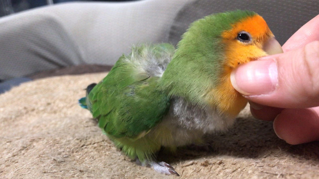 人気の もふもふ動画 コザクラインコ 動画 33本 ニコニコ動画