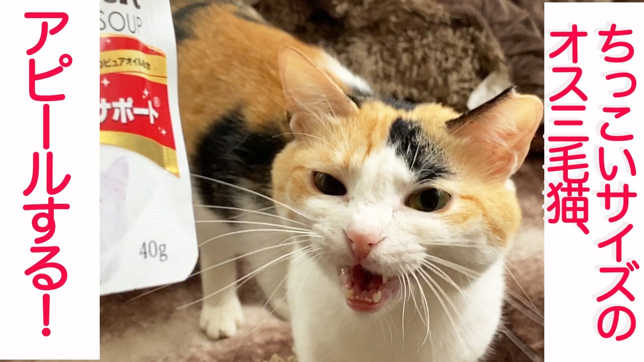 サンアート かわいい食器 猫の手の肉球 三毛ねこ