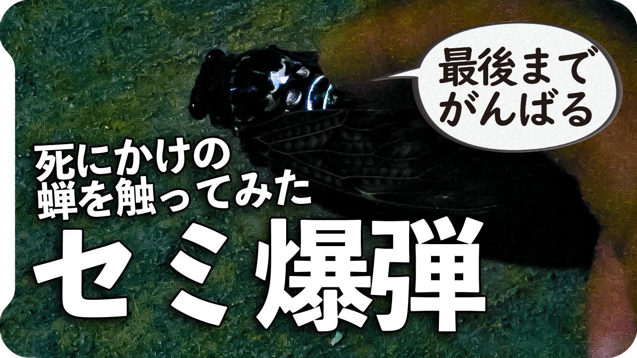 蝉爆弾 死にかけの蝉を触ってみた ニコニコ動画