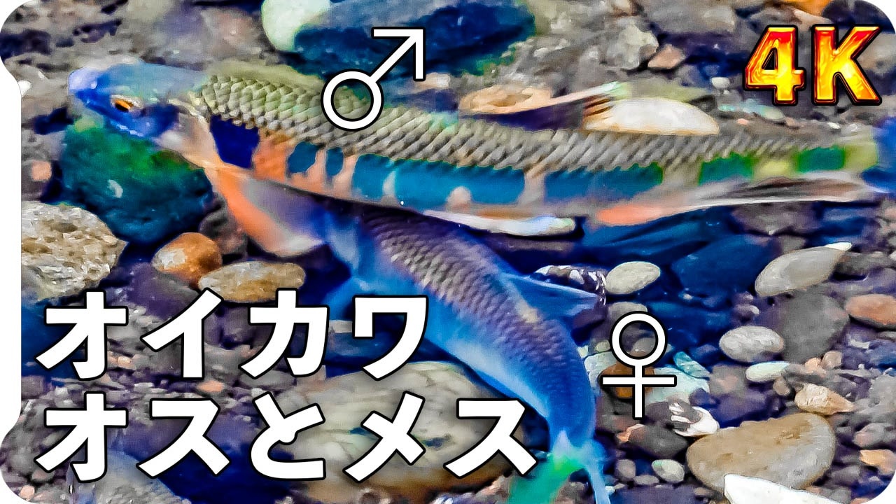 最も好ましい ハヤ 稚魚 ハヤ 稚魚 見分け方