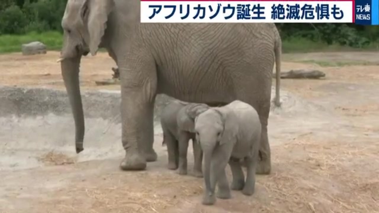 人気の アフリカゾウ 動画 26本 ニコニコ動画