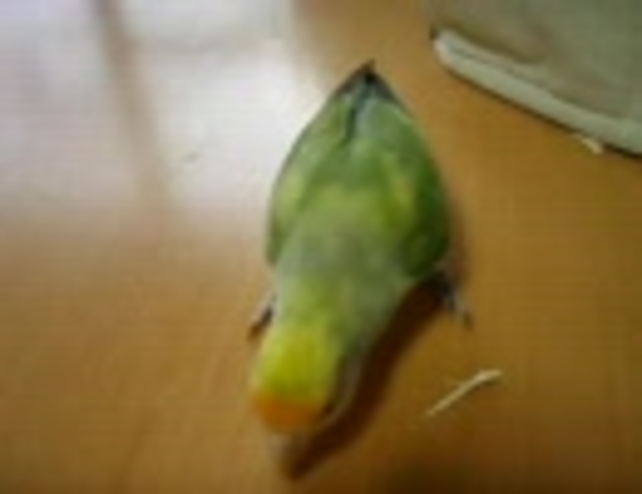 人気の こざくらいんこ 動画 493本 6 ニコニコ動画