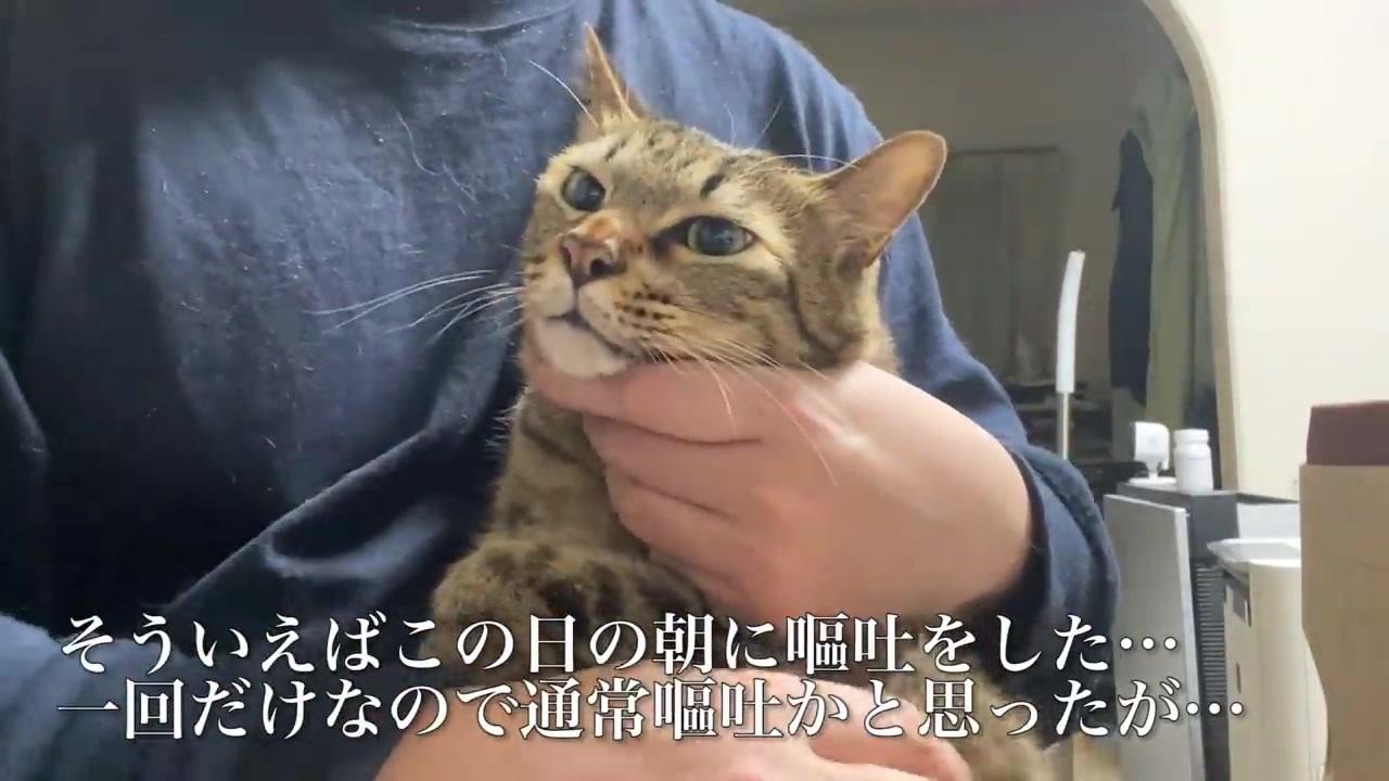 人気の ねこかます もふり手 動画 1 326本 ニコニコ動画