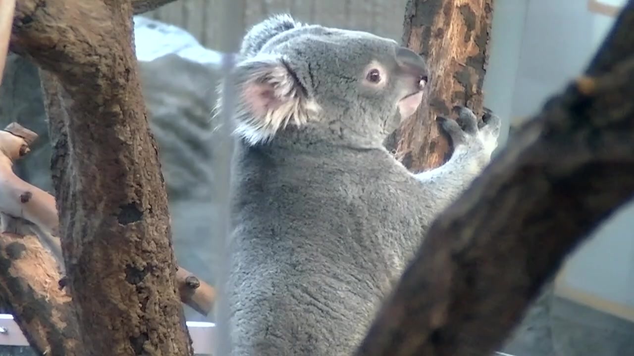 人気の 金沢動物園 動画 7本 ニコニコ動画