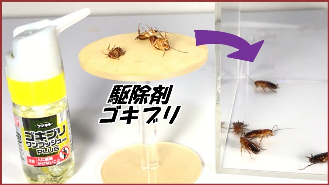 ゴキブリ駆除スプレーで倒したゴキブリを他のゴキブリの群れに放り込んだら 連鎖 する ニコニコ動画