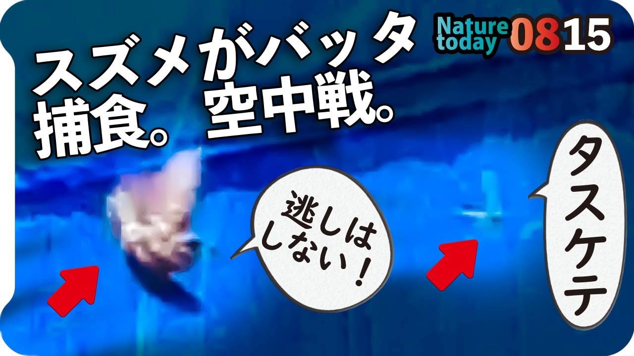 人気の 捕食 動画 2 548本 2 ニコニコ動画