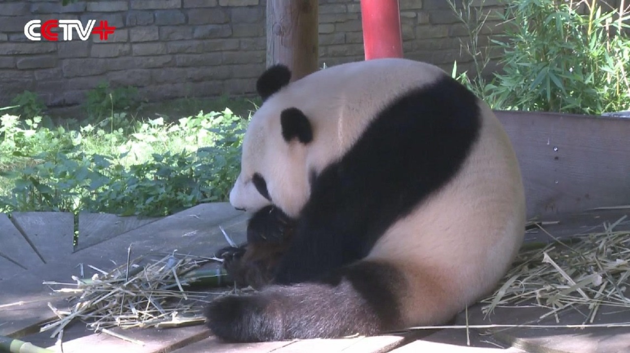 オランダの動物園で誕生したパンダの赤ちゃん 名前は 梵星 に ニコニコ動画