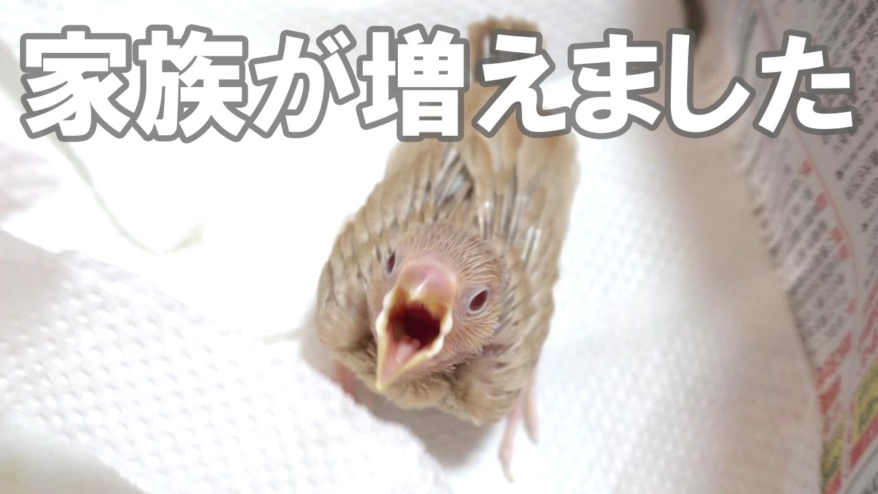 人気の 動物 爬虫類 動画 1 871本 12 ニコニコ動画