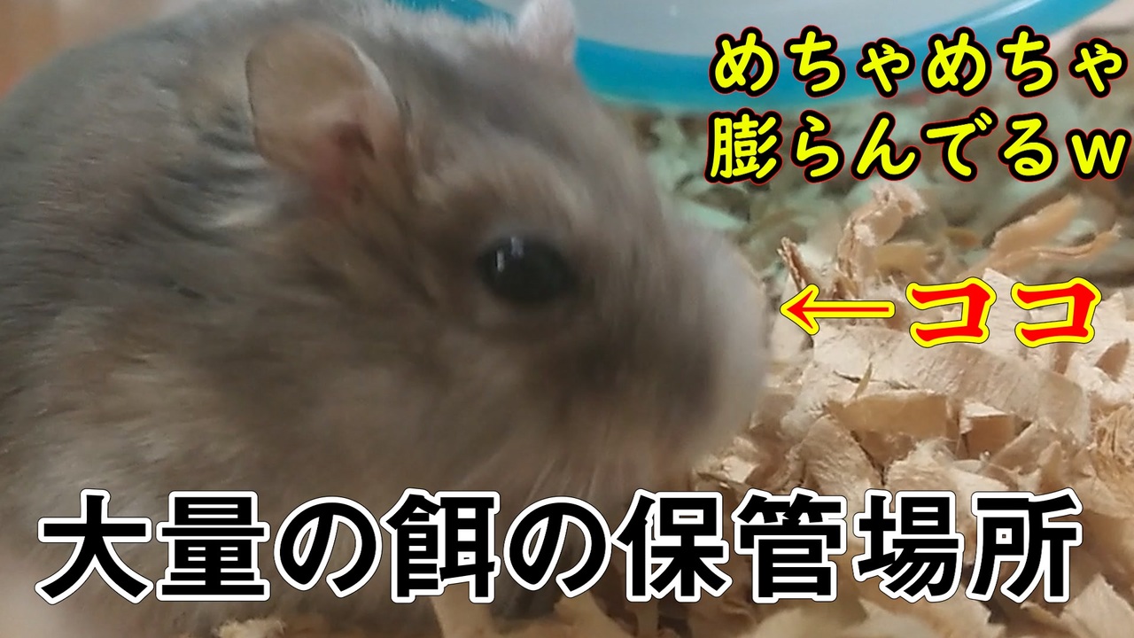 ハムスターが頬袋から餌を吐き出す瞬間の映像。 The moment the hamster spits out food.. 70