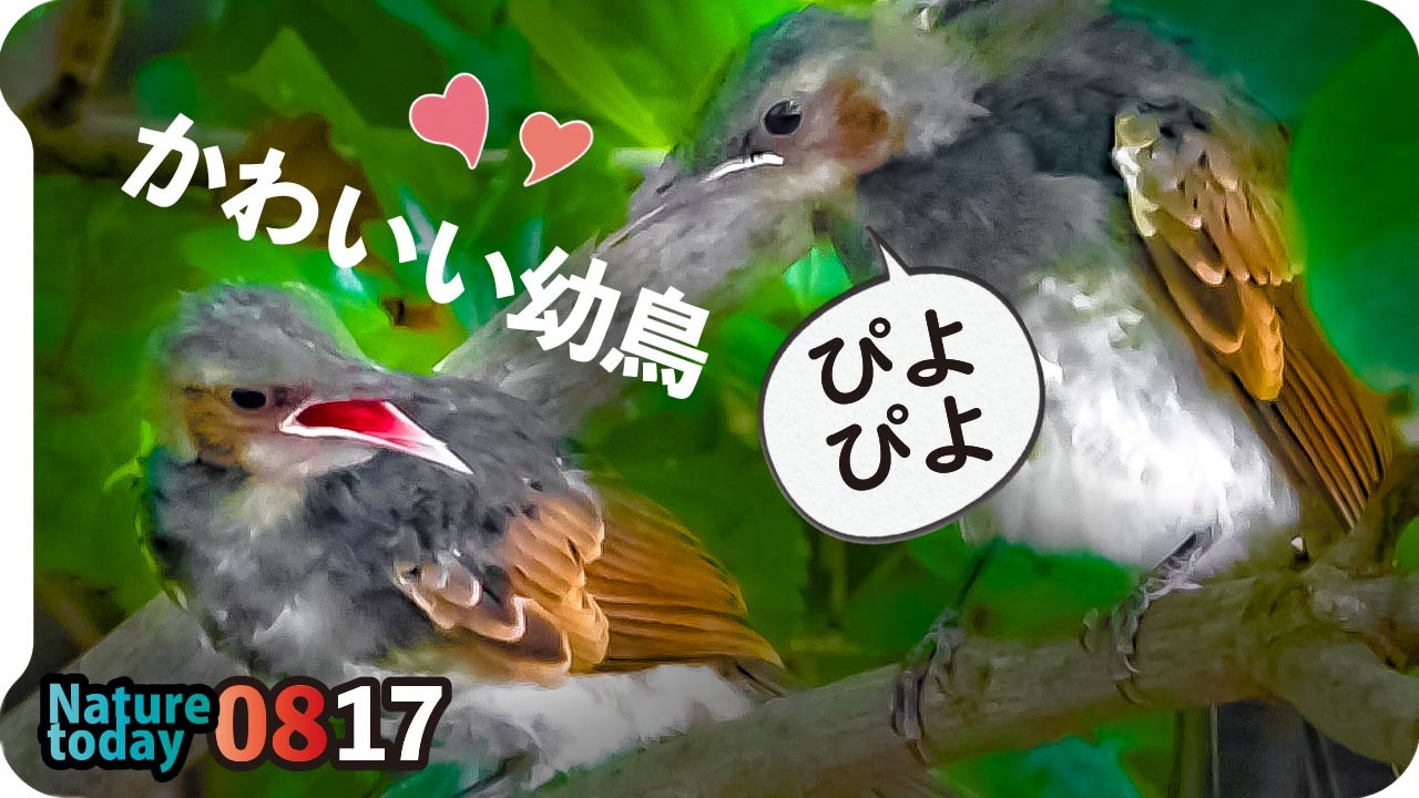 人気の 蝉 動画 357本 5 ニコニコ動画