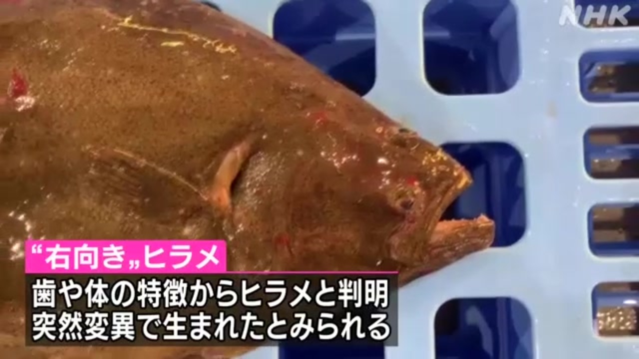 珍しい 右向き ヒラメが水揚げ 突然変異か 北海道 豊浦町 ニコニコ動画