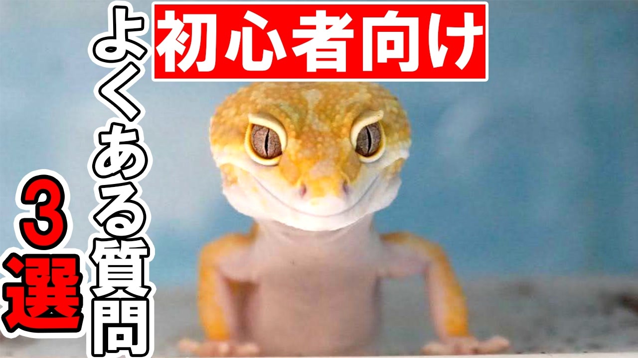 人気の 動物 爬虫類 動画 1 877本 12 ニコニコ動画