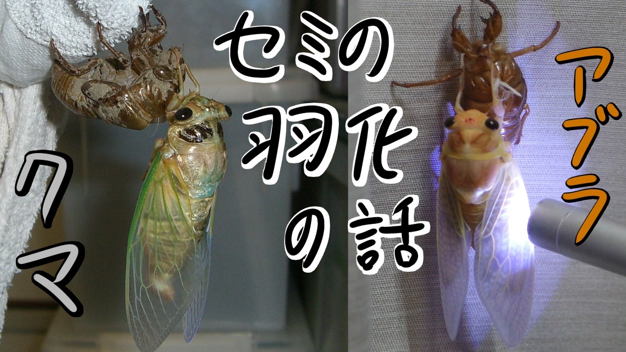 セミの羽化の見どころ ニコニコ動画