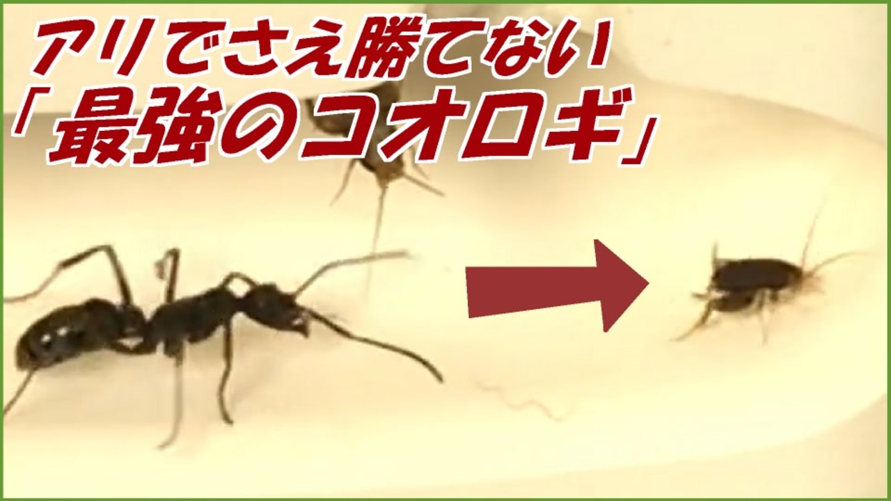 凶暴なアリでさえ倒せない 最強のコオロギ ニコニコ動画