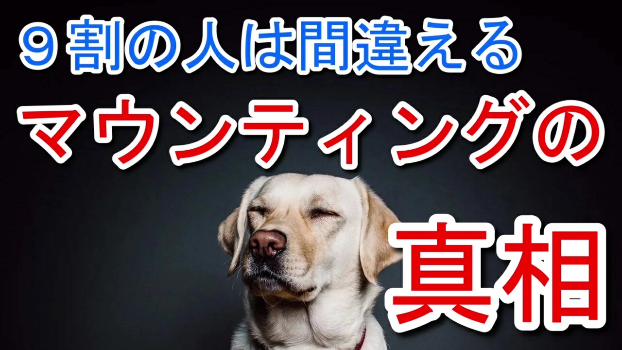 マウントの真相は平和的解決手段 犬の心理を解き明かす ニコニコ動画