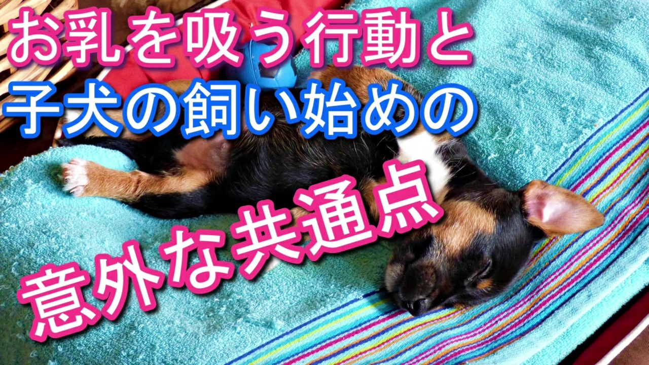 子犬の飼い始めは授乳から学べ 意外な共通点から見えてくる飼い方 ニコニコ動画